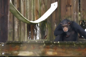 Пол Маккартні став шимпанзе, щоб зібрати кошти для притулку