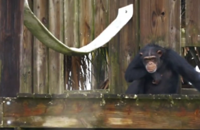 Пол Маккартні став шимпанзе, щоб зібрати кошти для притулку