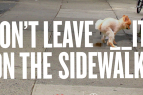 Власників собак та тих, хто смітить, присоромили у новій кампанії Нью-Йорка