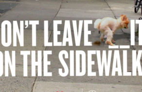 Владельцев собак и тех, кто сорит, пристыдили в новой кампании Нью-Йорка