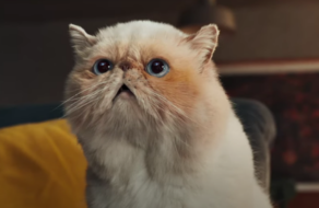 Фонтан с молоком, мячики из шерсти и прочее: Samsung показал, как можно удивить самого печального кота