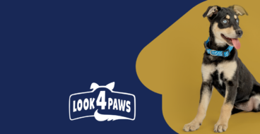 Look 4 Paws розкриває чотирилапих особистостей та популяризує адопцію безпородних тварин