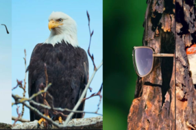 Птахи та окуляри: креативники дослідили пташине бачення і створили рекламні ролики