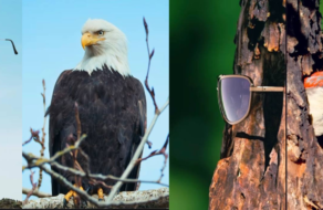 Птахи та окуляри: креативники дослідили пташине бачення і створили рекламні ролики