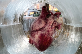 Силіконове серце закликало Канаду не заморожувати донорство органів