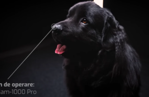 Инициатива по адопции черных собак провела собственную Черную пятницу