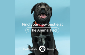 Google роздасть притулкам для тварин набори для створення якісних фотографій