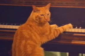 Кіт зіпсував різдвяну пісню грою на піаніно у гумористичному ролику