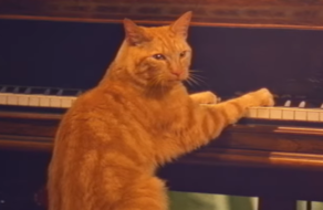Кот испортил рождественскую песню игрой на пианино в юмористическом ролике
