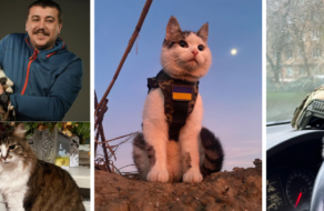 Украинские коты войны стали героями материала издания Politico