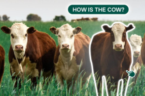 «Як корова?»: креативники створили «пакування» для стартапу з аграрного сектору