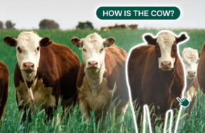 «Как корова?»: креативщики создали «упаковку» для стартапа из аграрного сектора