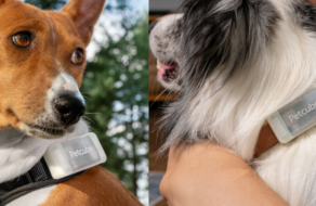 Украинский сервис для домашних животных представил GPS-трекер для собак