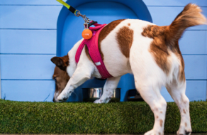 Фінський ШІ-автомат дозволить продегустувати корм для собак перед покупкою