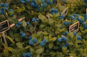 Коктейльний бренд показав свою ферму з вирощування блакитної малини