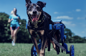 Decathlon создал протезы из переработанных ПЭТ-бутылок для собак с инвалидностью