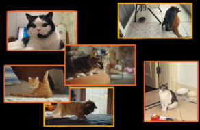Taobao шукає кота-амбасадора