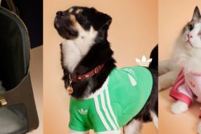 Тренди pet-моди: Adidas представив колекцію одягу для тварин