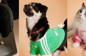 Тренди pet-моди: Adidas представив колекцію одягу для тварин