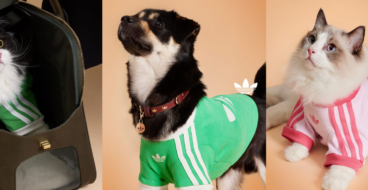 Тренди pet-моди: Adidas представив колекцію одягу для тварин