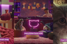 Як доглядати за кошеням: Whiskas створив подкаст для котобатьків