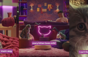 Як доглядати за кошеням: Whiskas створив подкаст для котобатьків
