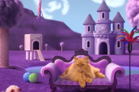 MasterZoo розповіла, що сниться домашнім улюбленцям